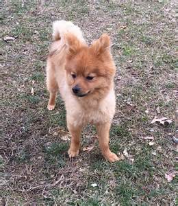Personality Affectionate, intelligent, majestic Energy Level Energetic Good with Children With Supervision Good with other Dogs With Supervision Shedding 2 Grooming Monthly Trainability 4 Height 25-27. . Puppies for sale in ct